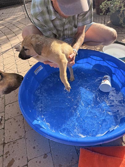 chinook dog